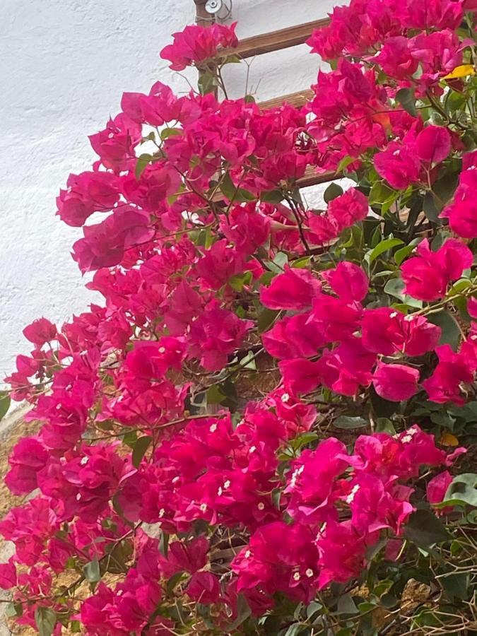 Cortijo Perejil, A Tranquil Mountain Escape & Private Pool Apartment Oria Exterior photo